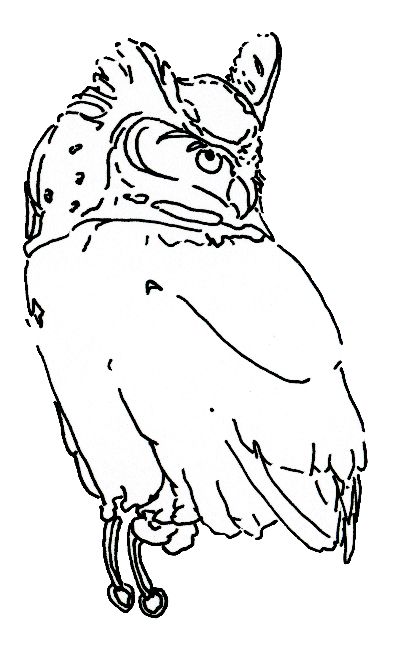 a drawing of an owl