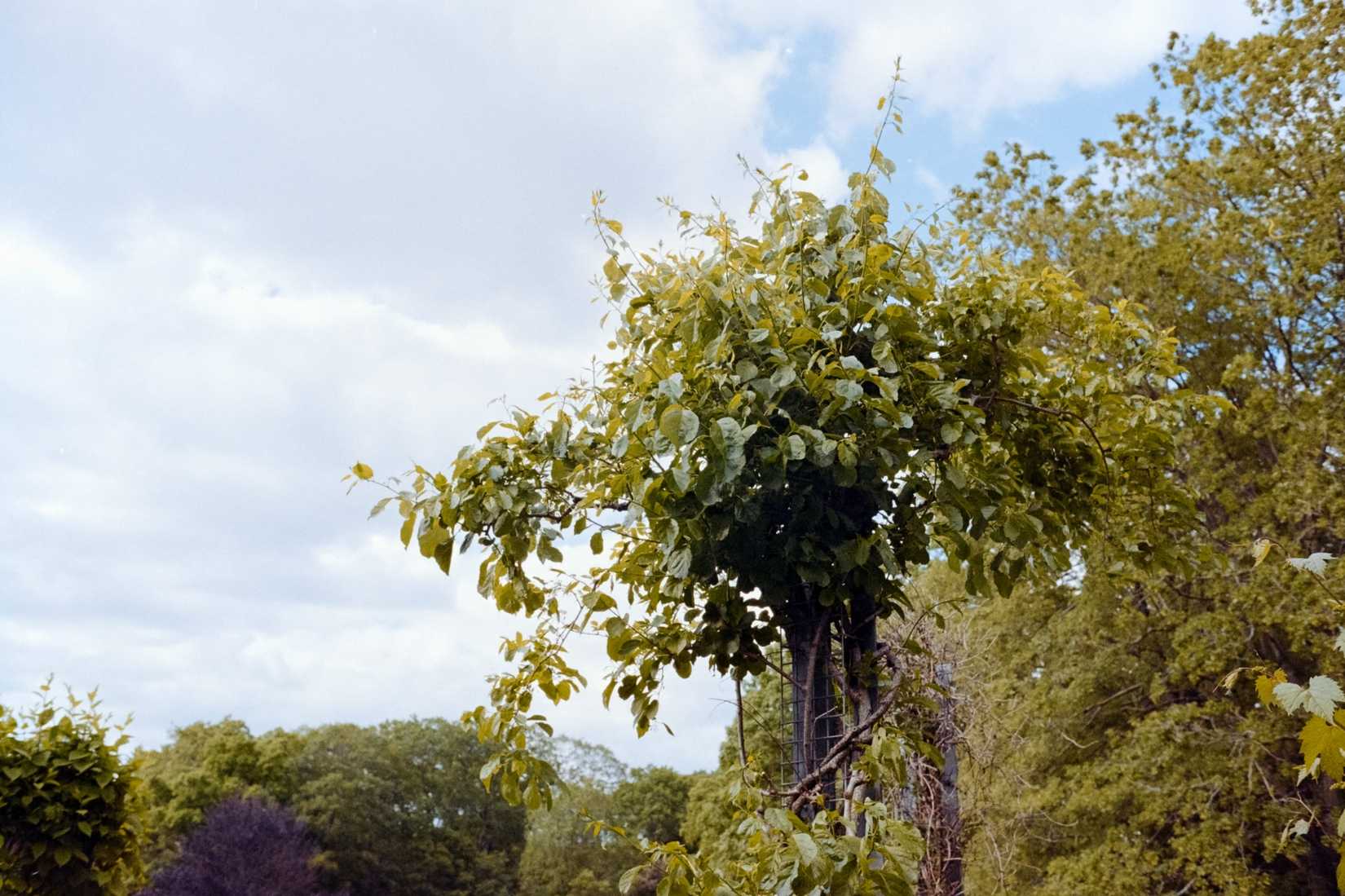 Vines at the Harvard arboretum